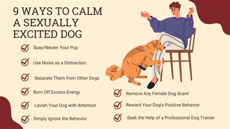 horny dog|14 Ways to Calm a Sexually Excited Dog